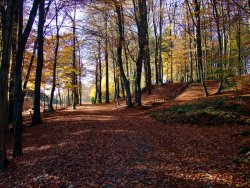 Waldweg im Wingster Wald